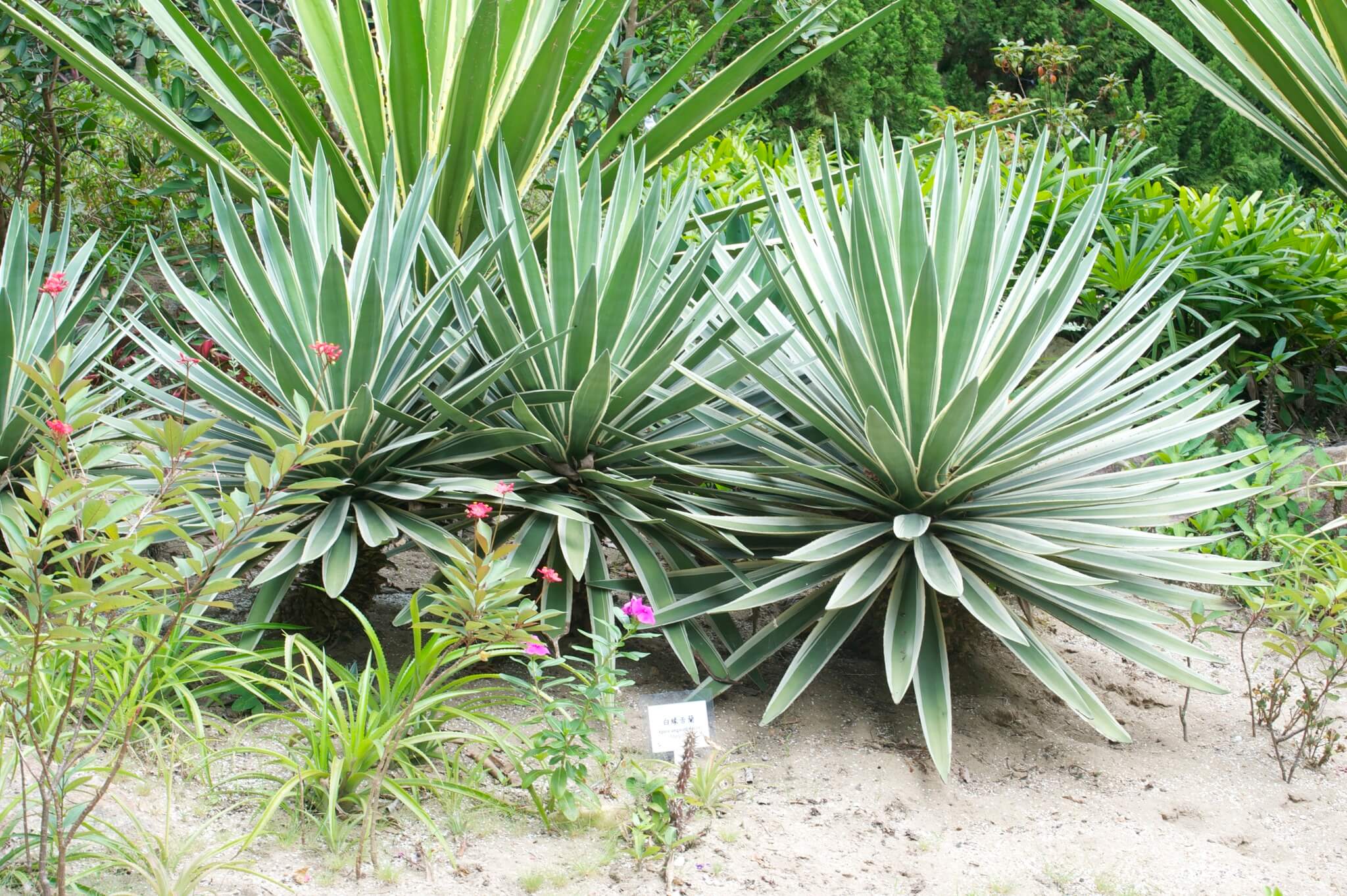 Agave angustifolia